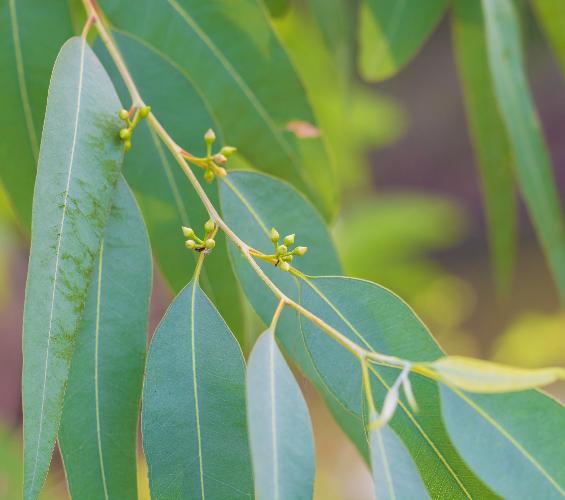 Eucalyptus